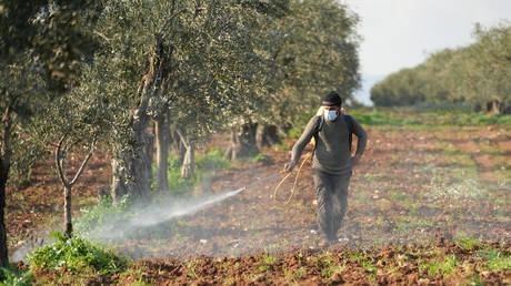 A farmer combating agricultural pests using pesticides at the beginning of the spring season, Tel Sallour, rural Aleppo, Syria, February 22, 2024.