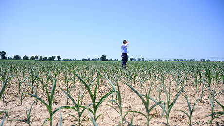 Damaged corn in a field, San Daniele Po, Italy, June 23, 2026.
