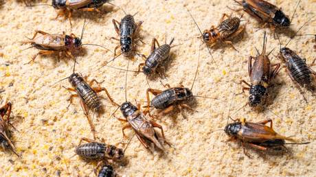 FILE PHOTO: Crickets being bred on a farm.