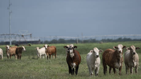 Cattle roam a field in La Pryor, Texas, the US on June 6, 2026.